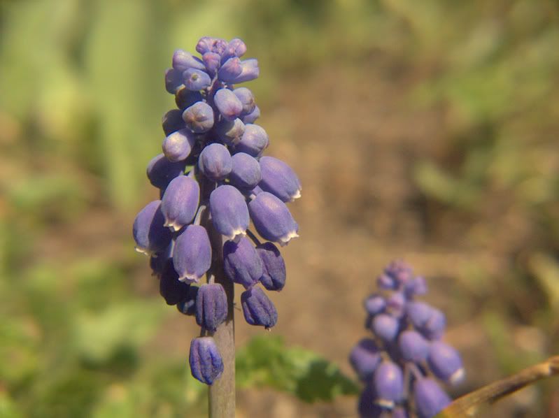 IMAGE: http://i197.photobucket.com/albums/aa225/abuseddog/bluebell1.jpg