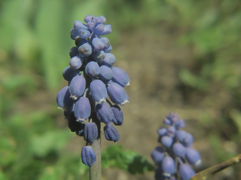 IMAGE: http://i197.photobucket.com/albums/aa225/abuseddog/bluebell2.jpg