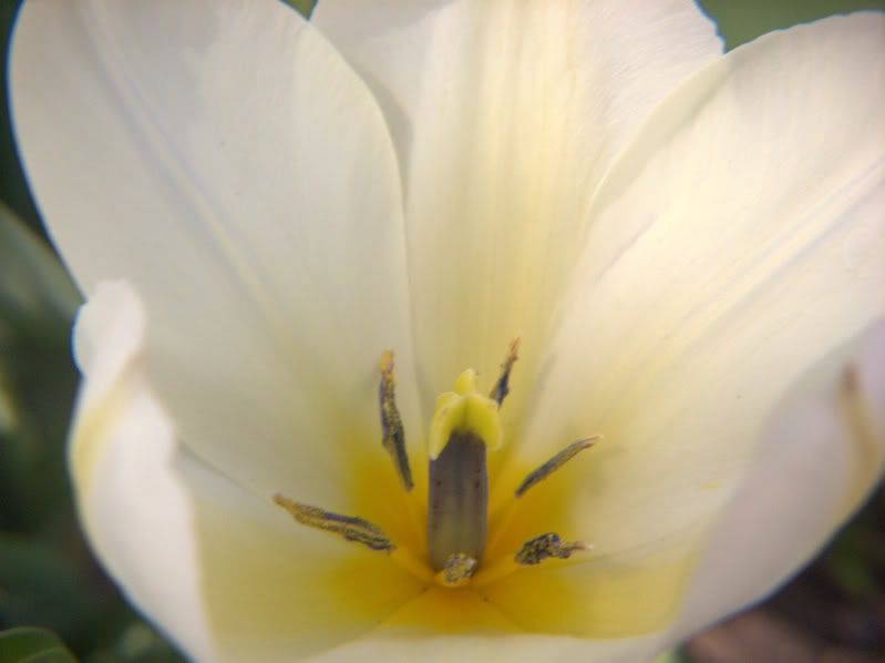 IMAGE: http://i197.photobucket.com/albums/aa225/abuseddog/white1.jpg