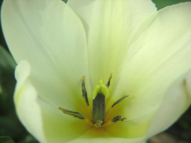 IMAGE: http://i197.photobucket.com/albums/aa225/abuseddog/white2.jpg