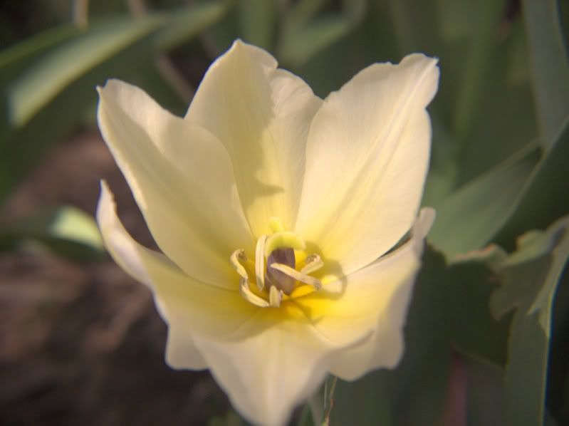 IMAGE: http://i197.photobucket.com/albums/aa225/abuseddog/whiteyel1.jpg