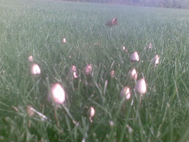 Billede