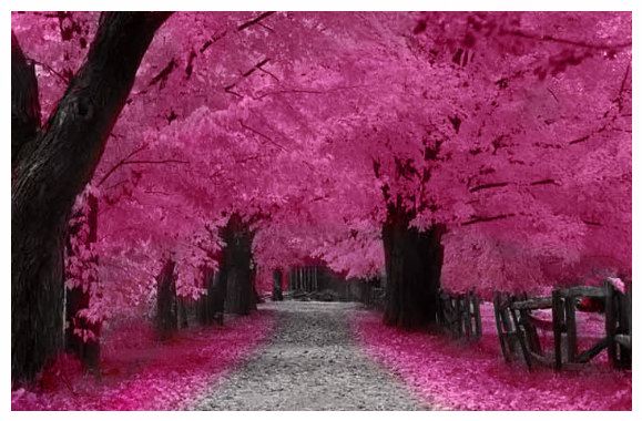 http://i197.photobucket.com/albums/aa23/thegodlight/cherryblossom.jpg cherryblossom