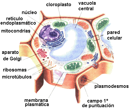 celula vegetal y celula animal. Las células animales pueden