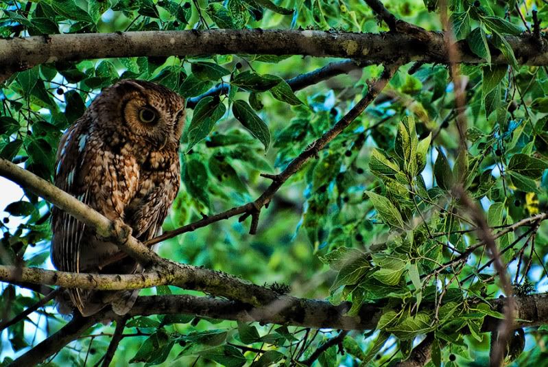 Owl15.jpg