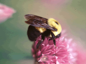 Bee gif photo: Bumble Bee Bumble_Bee_GIF.gif
