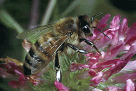 Bee gif photo: Honey Bee Honey_bee_GIF.gif