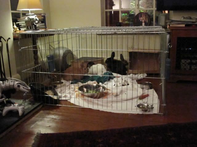 bunniesindoors1.jpg