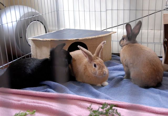 bunniesindoors2.jpg