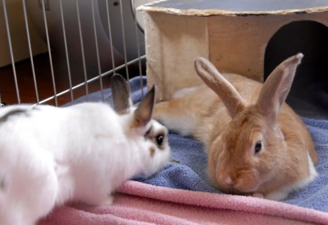 bunniesindoors5.jpg