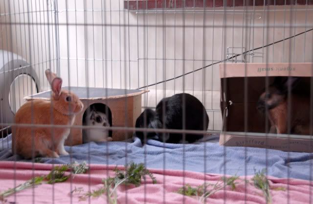 bunniesindoors6.jpg