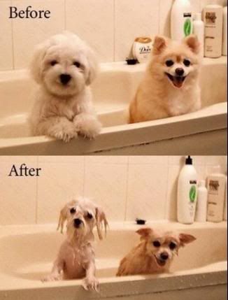 before_after_dogs.jpg