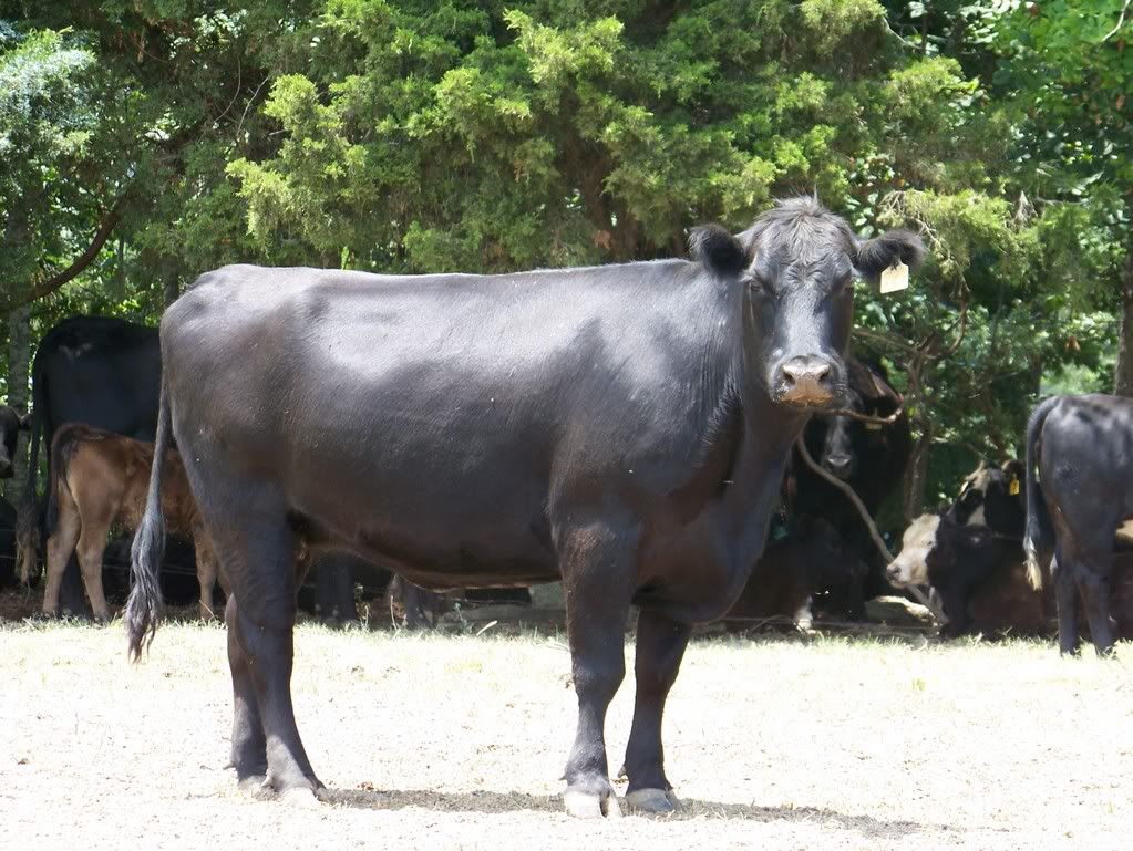 Rating your cattle. - Cattle