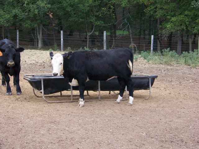 Rating your cattle. - Cattle