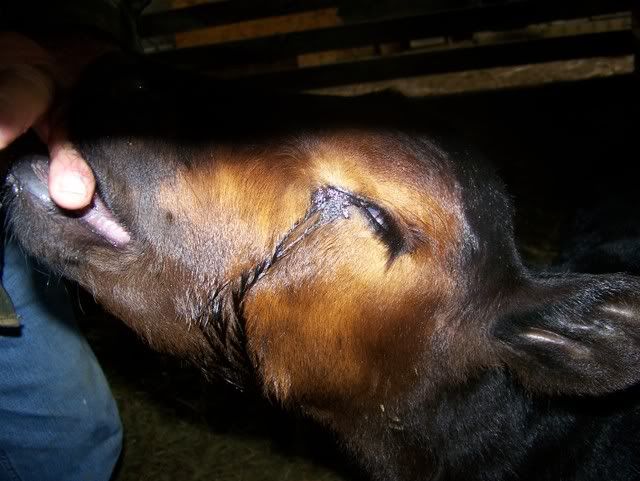 Blind calf. Pics - Cattle