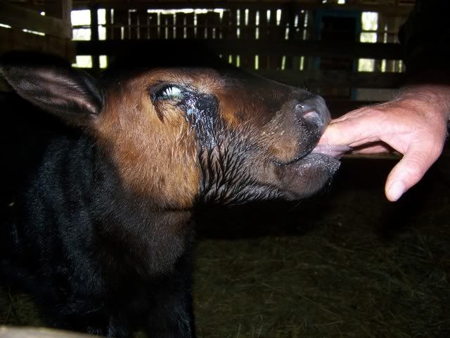 Blind calf. Pics - Cattle