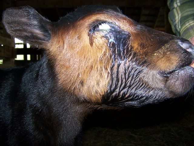 Blind calf. Pics - Cattle