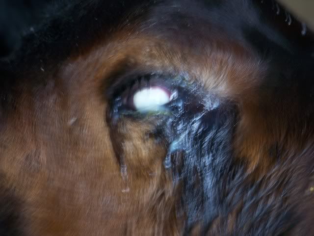 Blind calf. Pics - Cattle