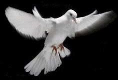 peace dove Pictures, Images and Photos