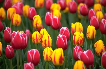 Pink and Yellow Tulips