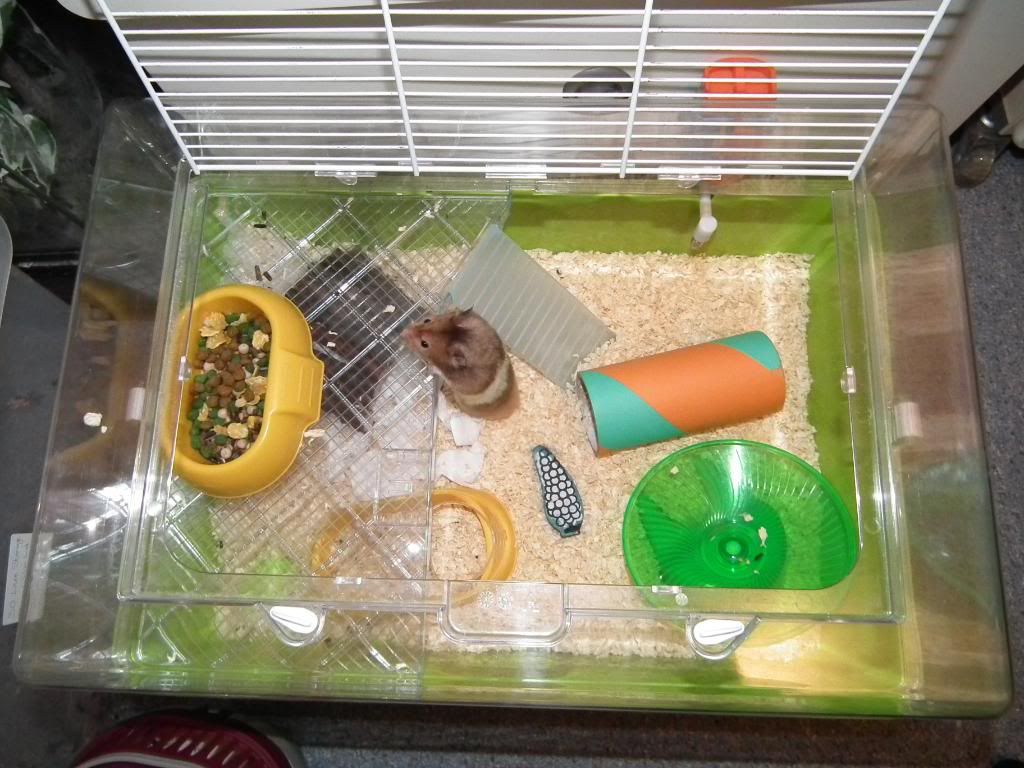 cat window ledge petsmart