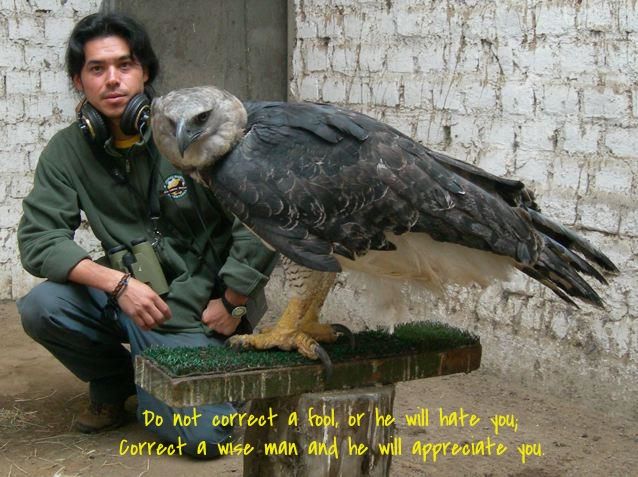 harpy eagle size comparison