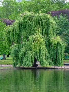 270px-Willow.jpg