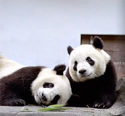 panda-center.jpg