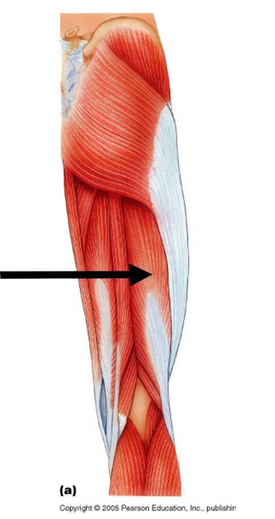 biceps femoral