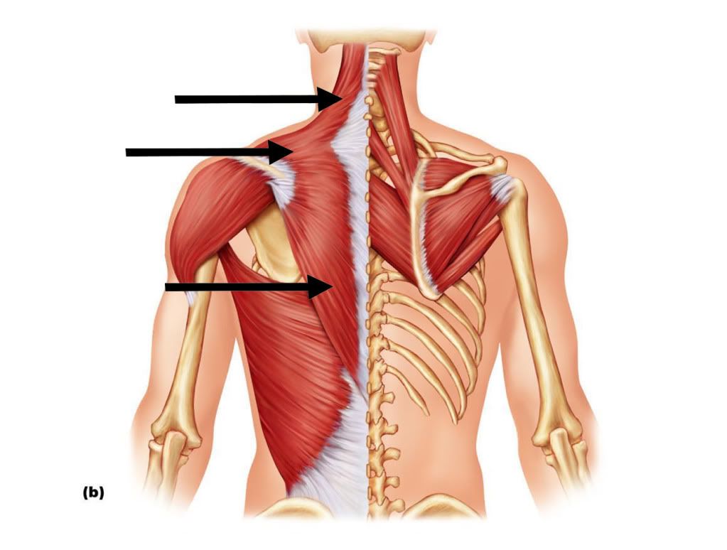 Upper Traps