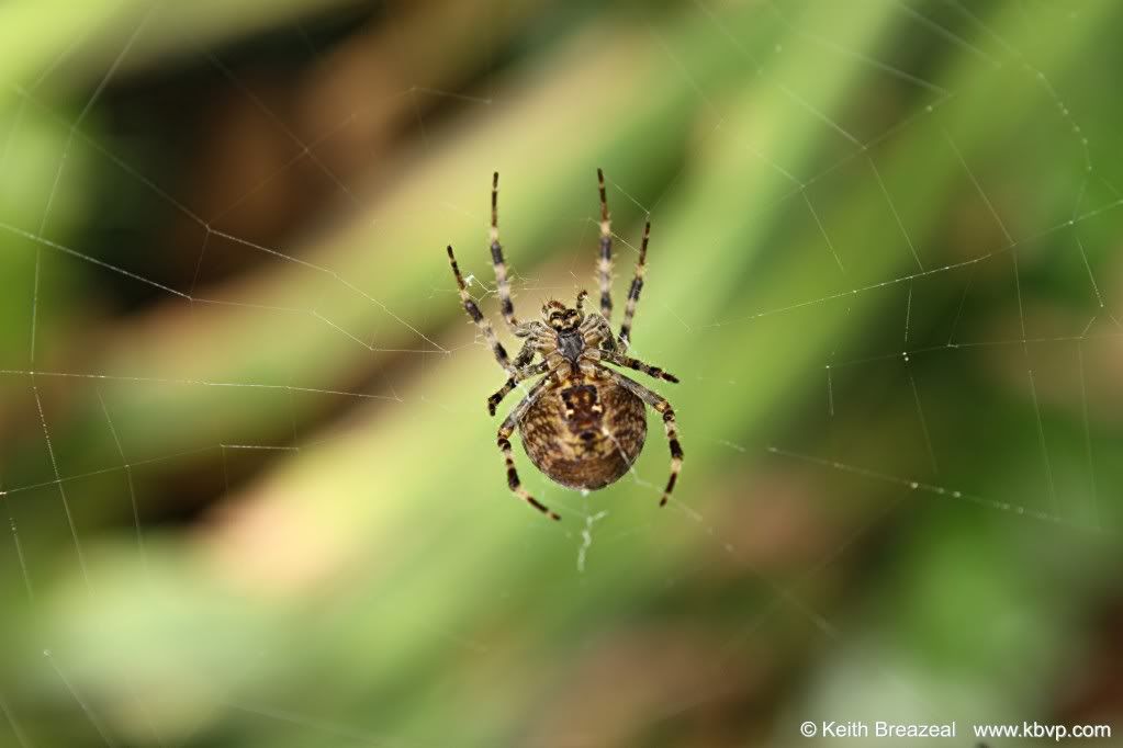 IMAGE: http://i197.photobucket.com/albums/aa5/KBVP/HumboldtSpider.jpg