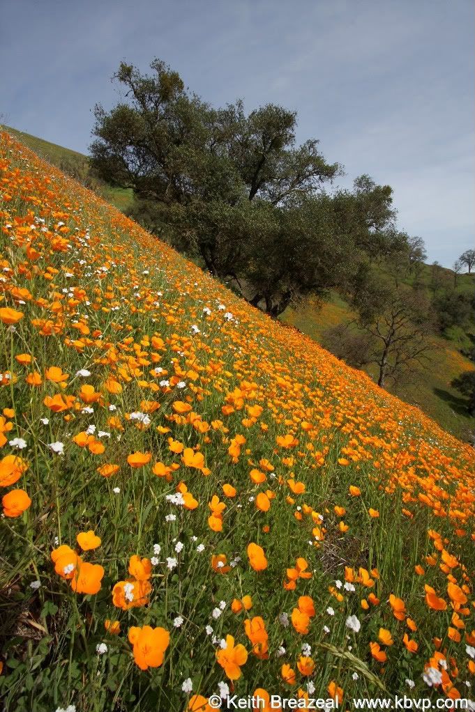 IMAGE: http://i197.photobucket.com/albums/aa5/KBVP/PoppyFieldsinAmadorCountyCalifornia.jpg