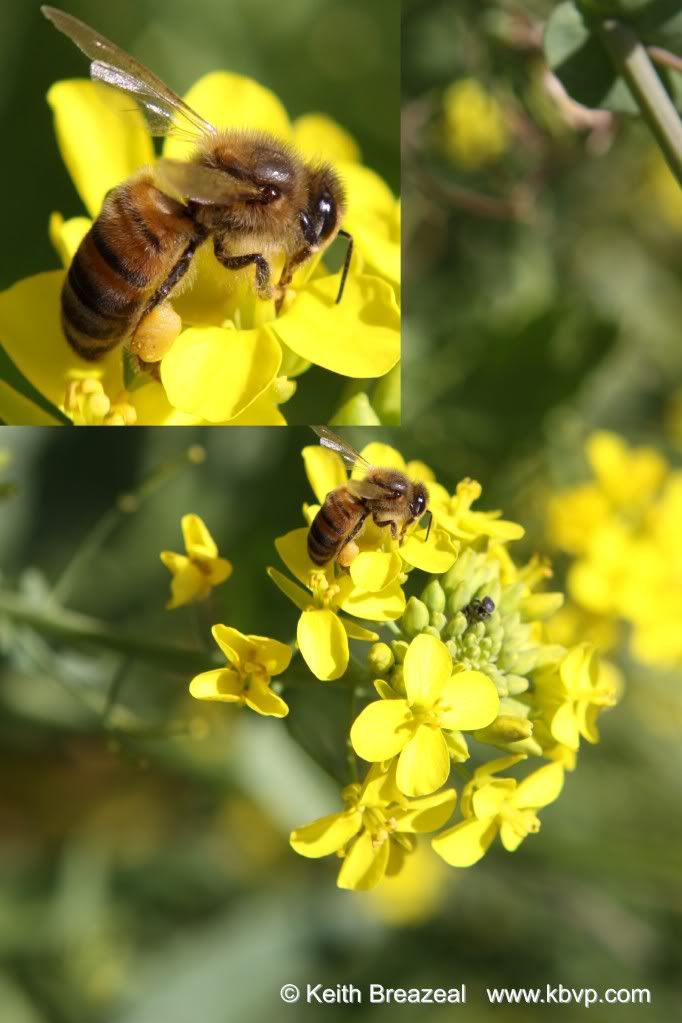 IMAGE: http://i197.photobucket.com/albums/aa5/KBVP/full-inset.jpg