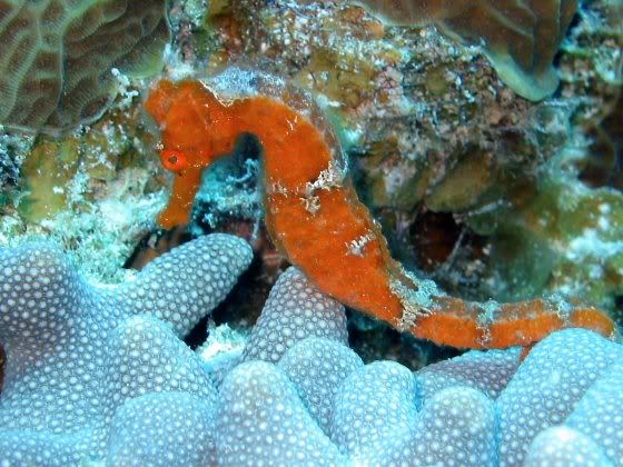 d5e3.jpg orange seahorse image by k_vanleeuwen
