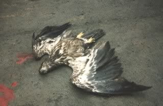 Dead_Eagle.jpg