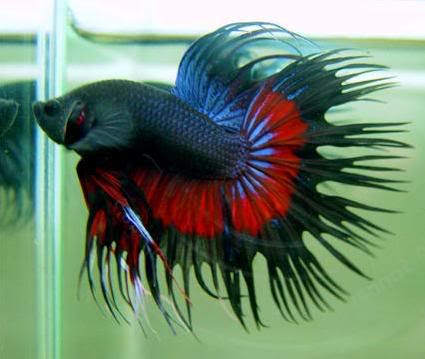 CrowntailBetta.jpg