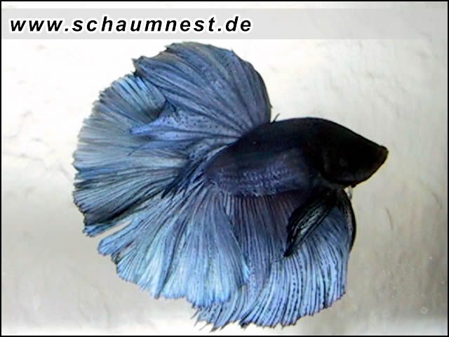 betta_splendens_halfmoon_male_16.jpg