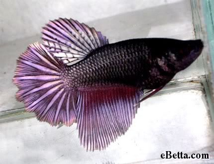 purplecopperhalfmoonfemalebettafish.jpg