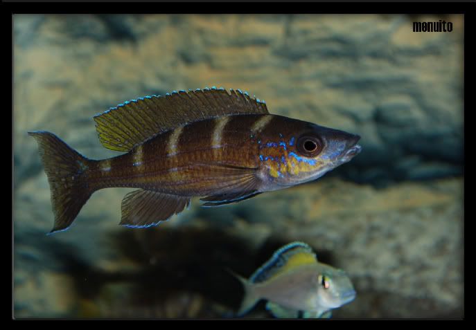 paracyprichromis brieni lusingu macho (menuito)