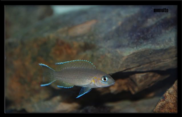 Tanganyika+cichlids+species