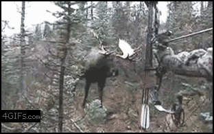 Moose_charges_hunter.gif