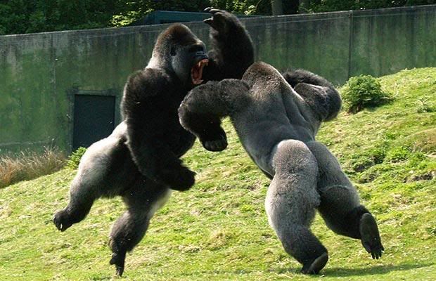 gorillas_1250411i.jpg