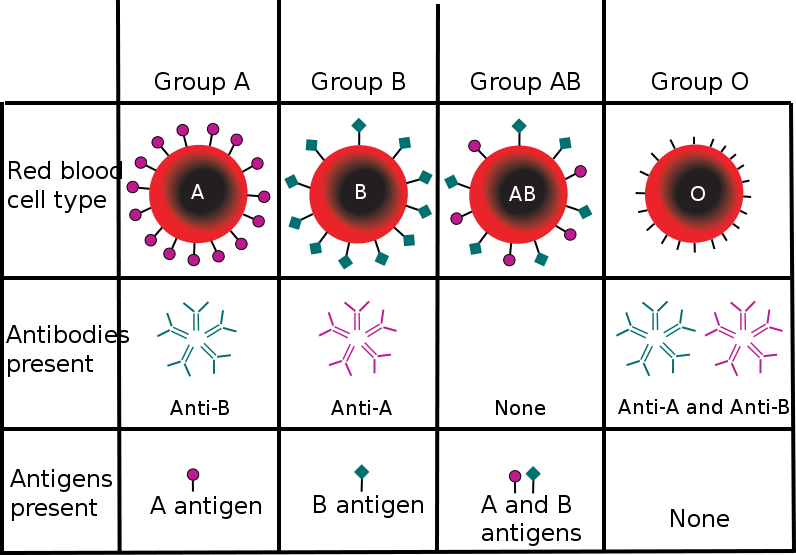 796px-ABO_blood_type_svg.png