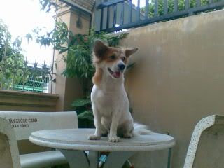 có ai đã từng bị mất chó? - 27