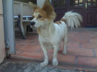 có ai đã từng bị mất chó? - 28