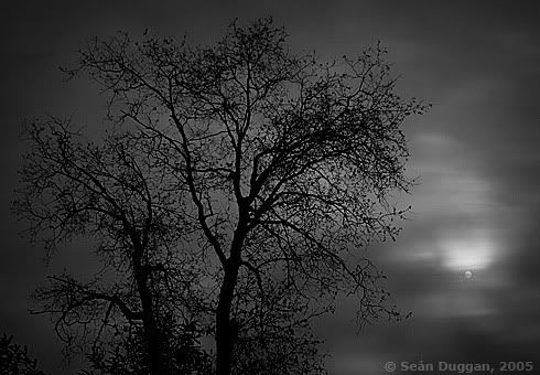 Black Oak Moon Pictures, Images and Photos