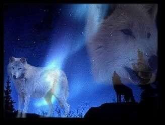 wolf spirt Pictures, Images and Photos