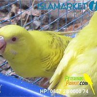 Burung Parkit Mata Merah Betina7 Jpg Photo By Yudi 321 Photobucket