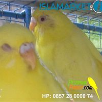 Burung Parkit Mata Merah Betina7 Jpg Photo By Yudi 321 Photobucket