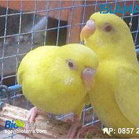 Burung Parkit Mata Merah Betina7 Jpg Photo By Yudi 321 Photobucket